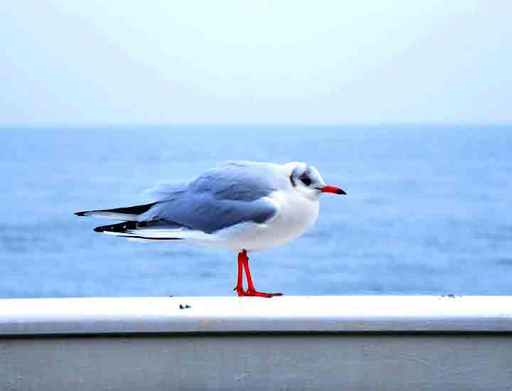 黑科技一键呼叫轰炸